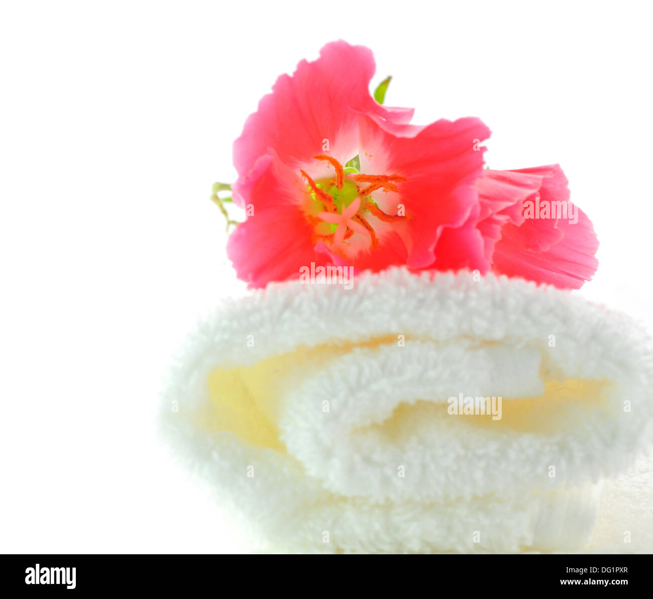 Fiore di papavero su asciugamano laminato Foto Stock
