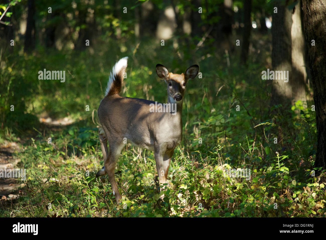 Yearling white-tailed deer. La Thatcher boschi Forest Preserve Cook County Illinois Foto Stock