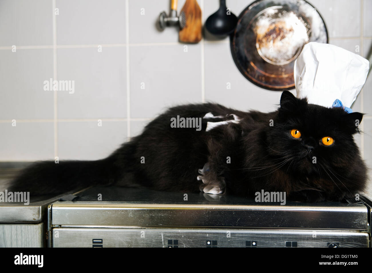 Gatto maschio giaceva sul fornello con cook hat Foto Stock