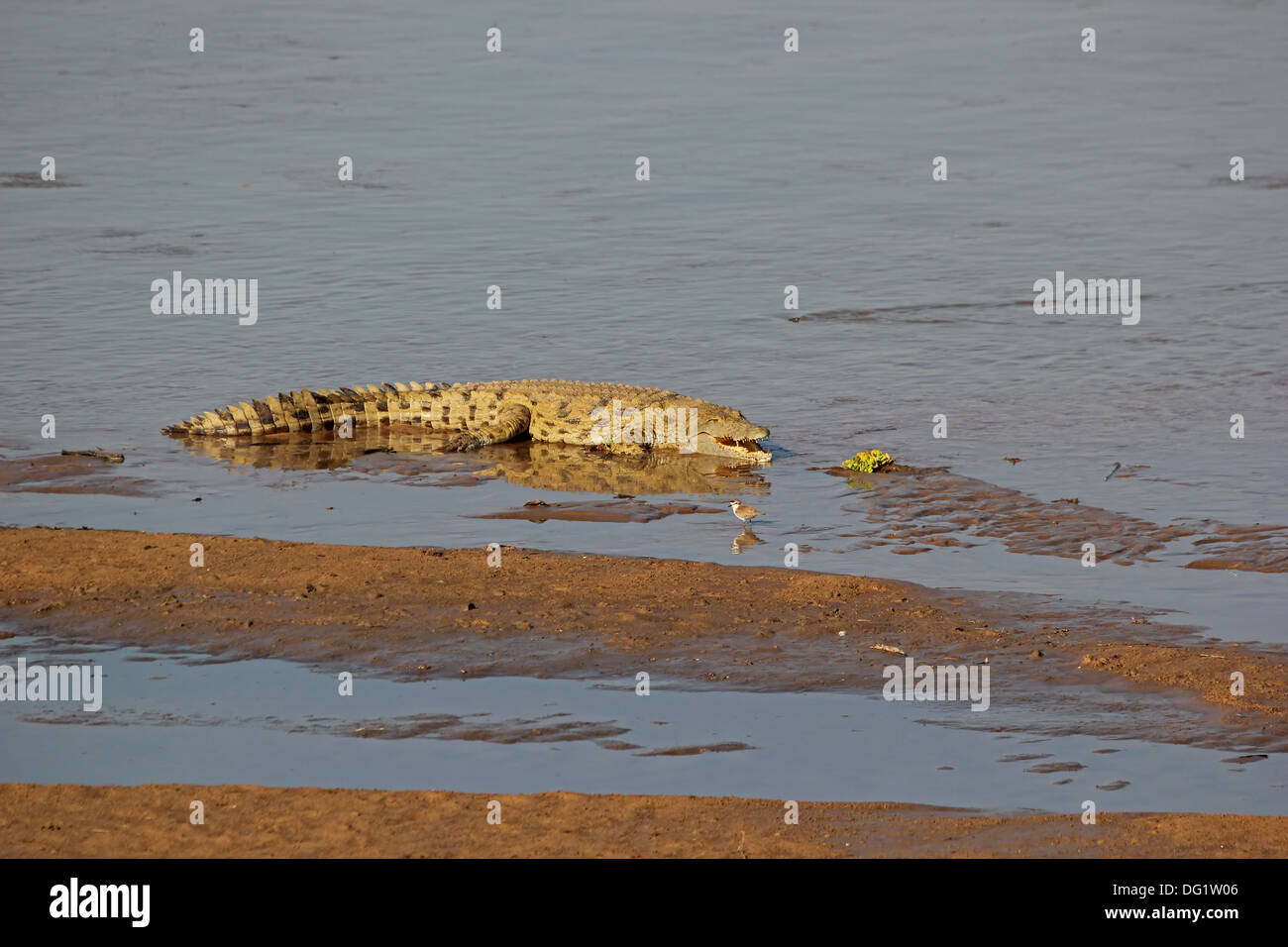 Coccodrillo in Zambia nel fiume Luangwa Foto Stock