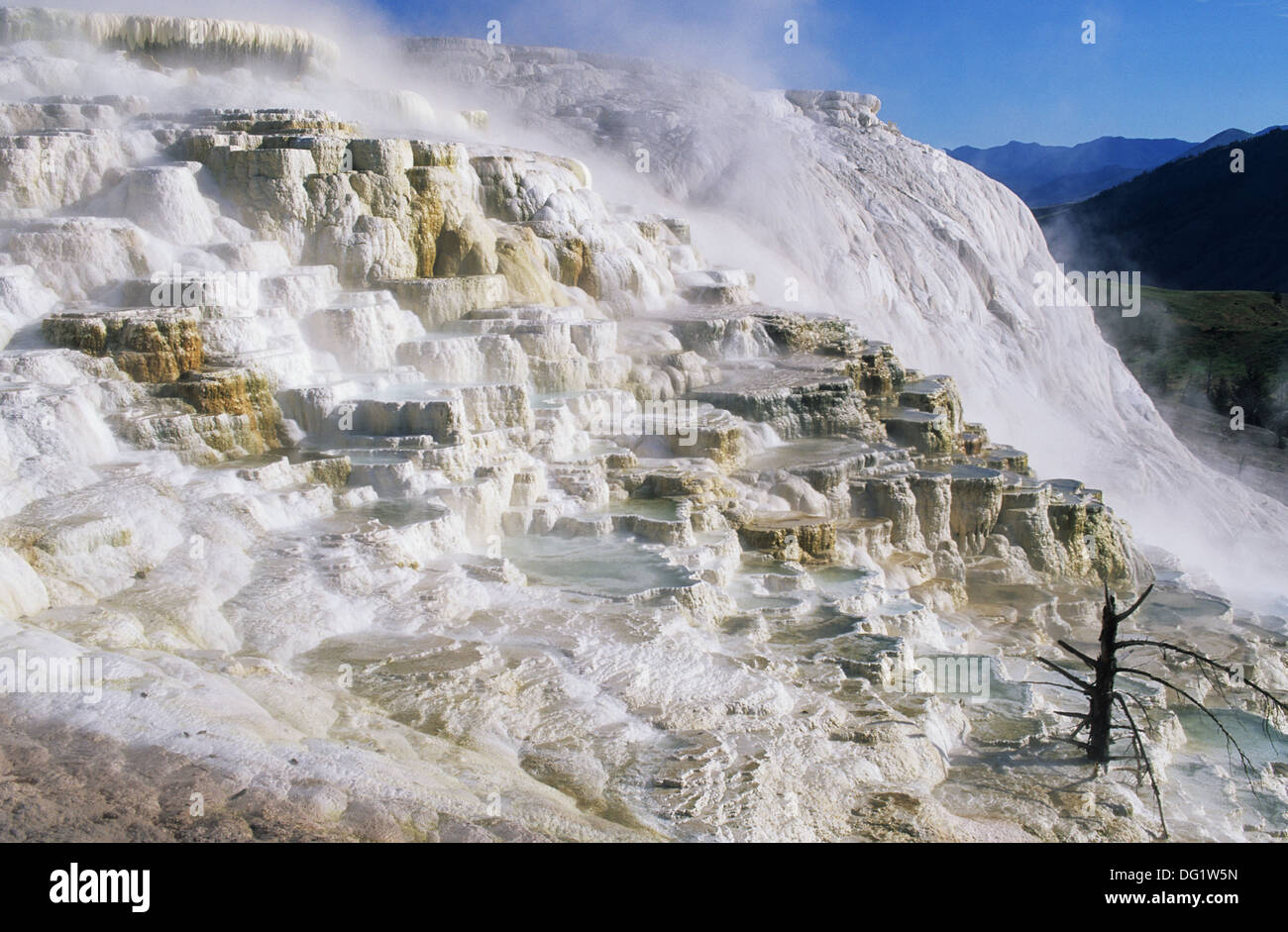 Elk265-1898 Wyoming, il Parco Nazionale di Yellowstone, Mammoth Hot Springs, Canarie Primavera Foto Stock