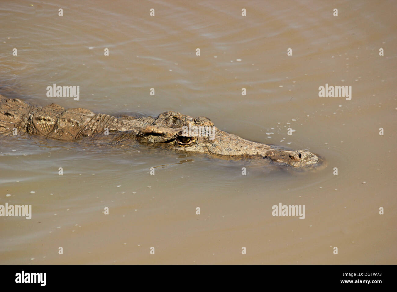 Coccodrillo in Zambia nel fiume Luangwa Foto Stock