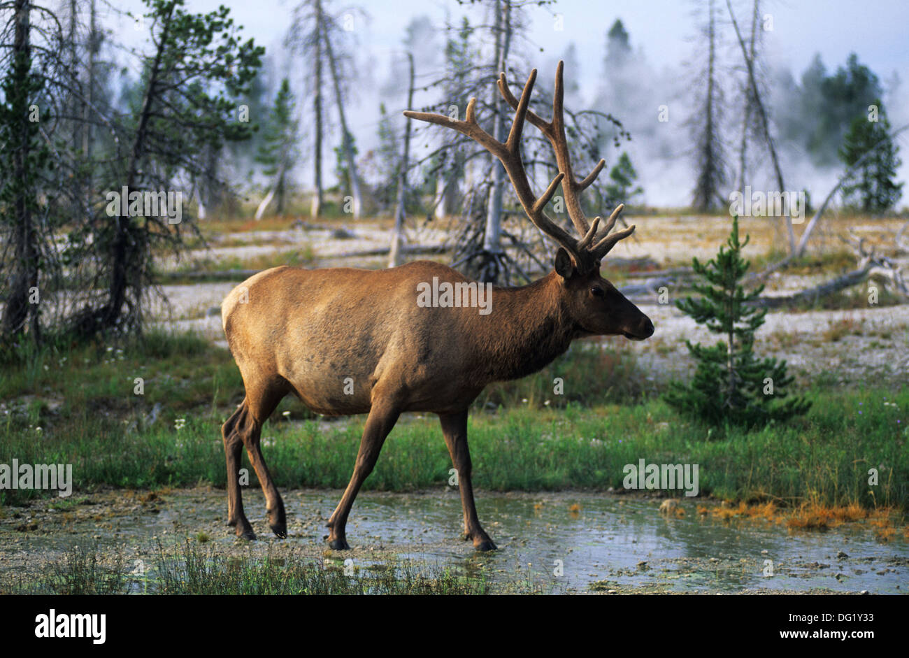 Elk265-2230 Wyoming, il Parco Nazionale di Yellowstone, Hayden Valley, elk Foto Stock
