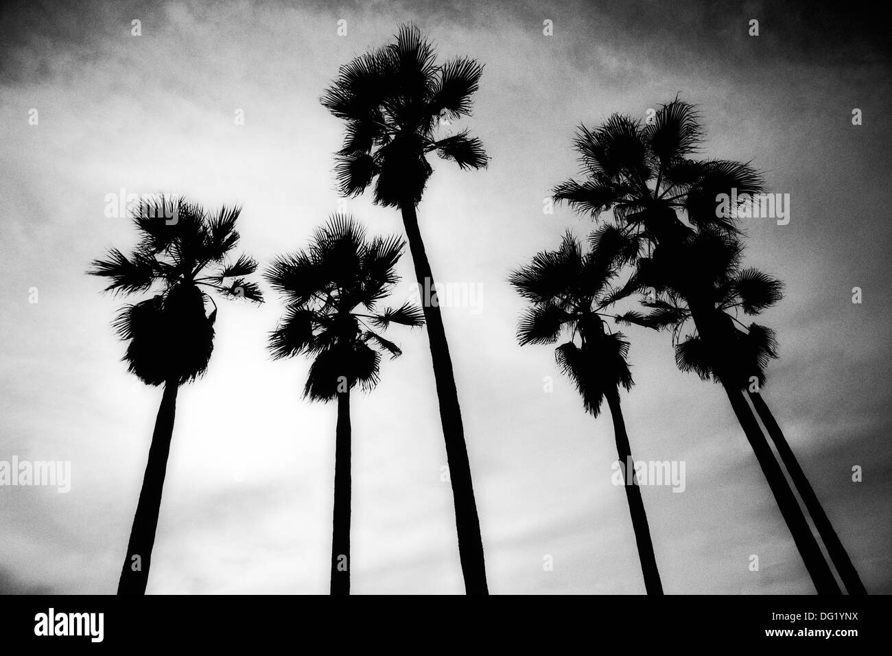 Silhouette di Palme, a basso angolo di visione, Venice Beach, California, Stati Uniti d'America Foto Stock