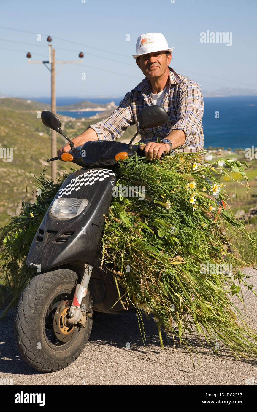 In Europa, in Grecia, Dodecaneso, PATMOS ISOLA, moto, trasporto di erba Foto Stock
