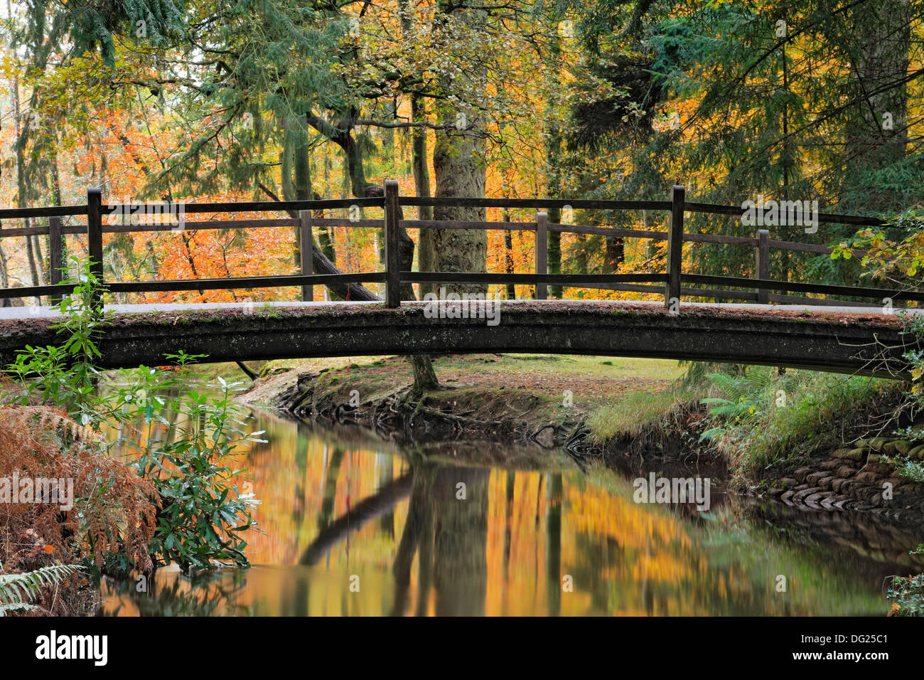 Autunno riflessioni, il ponte di acqua nera, Nuova Foresta,Hampshire Foto Stock