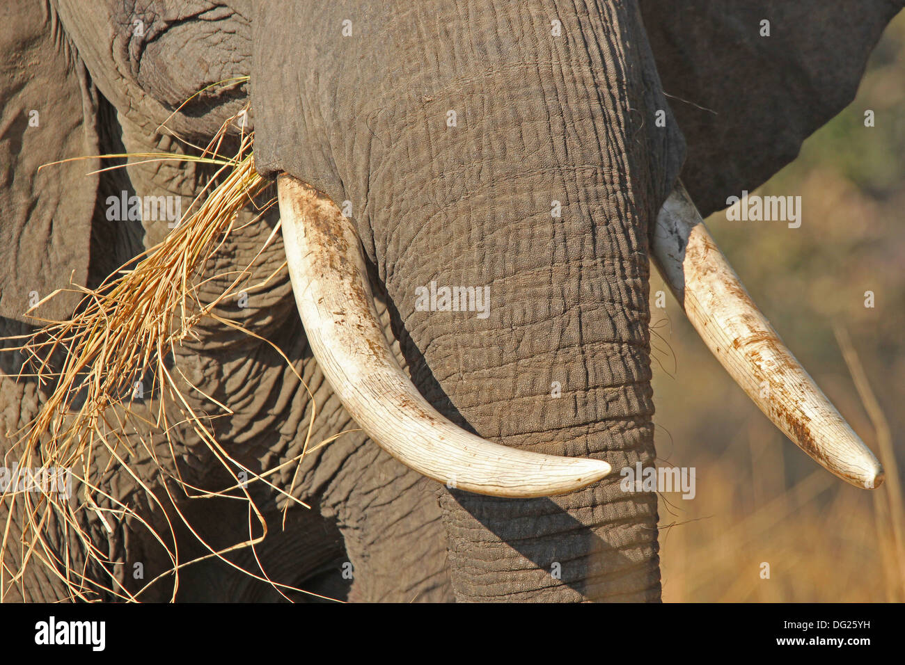 Elefante in Zambia Foto Stock