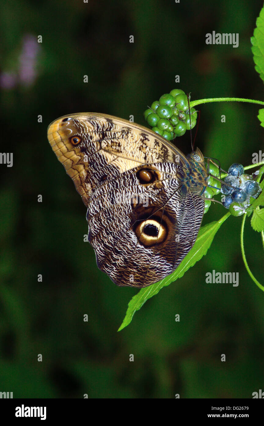 Farfalla civetta in appoggio sulla lamina Foto Stock