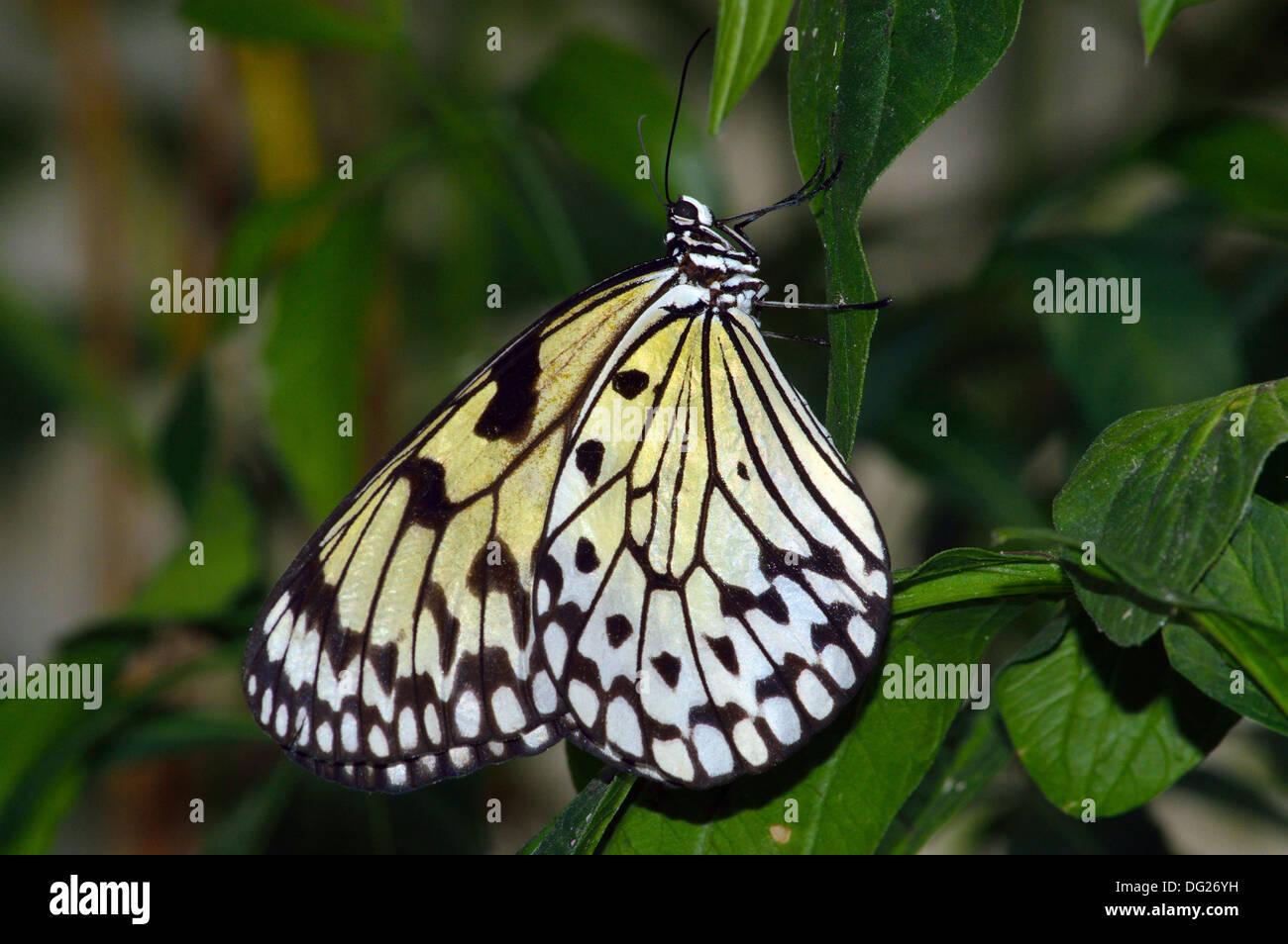 Farfalla in appoggio sulla lamina Foto Stock
