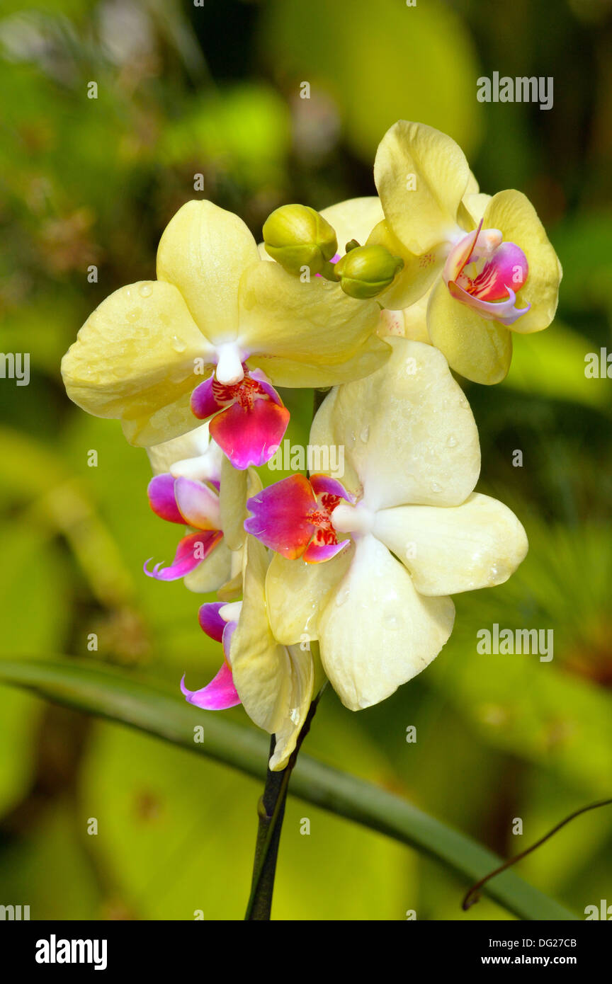 Orchidea bianca Foto Stock