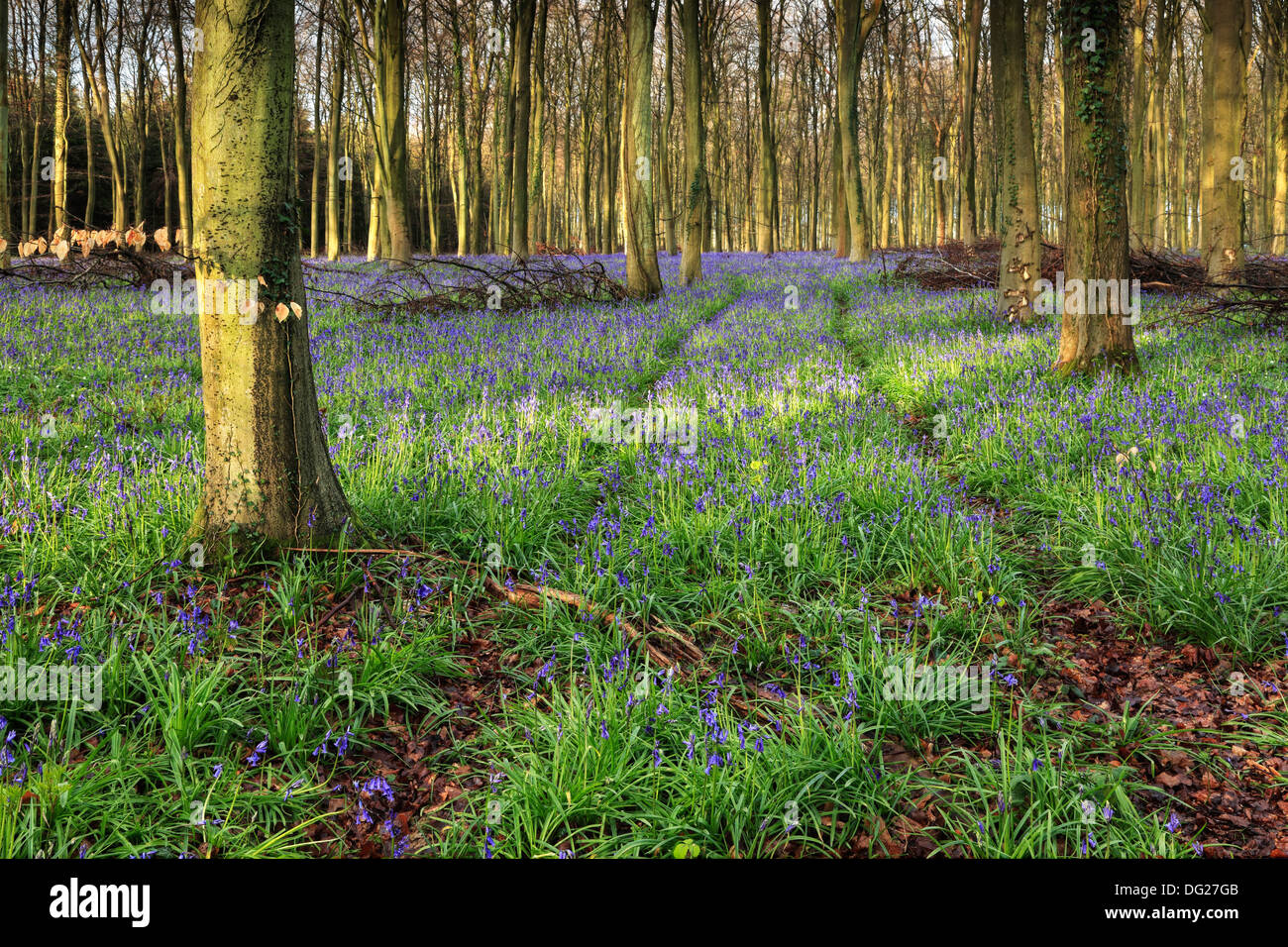 Le vie attraverso Bluebell legno, Lower Oldfield Copse, Angmering Park, West Sussex Foto Stock