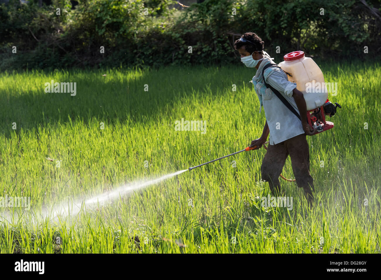Uomo indiano la spruzzatura di un raccolto di riso con pesticidi. Andhra Pradesh, India Foto Stock