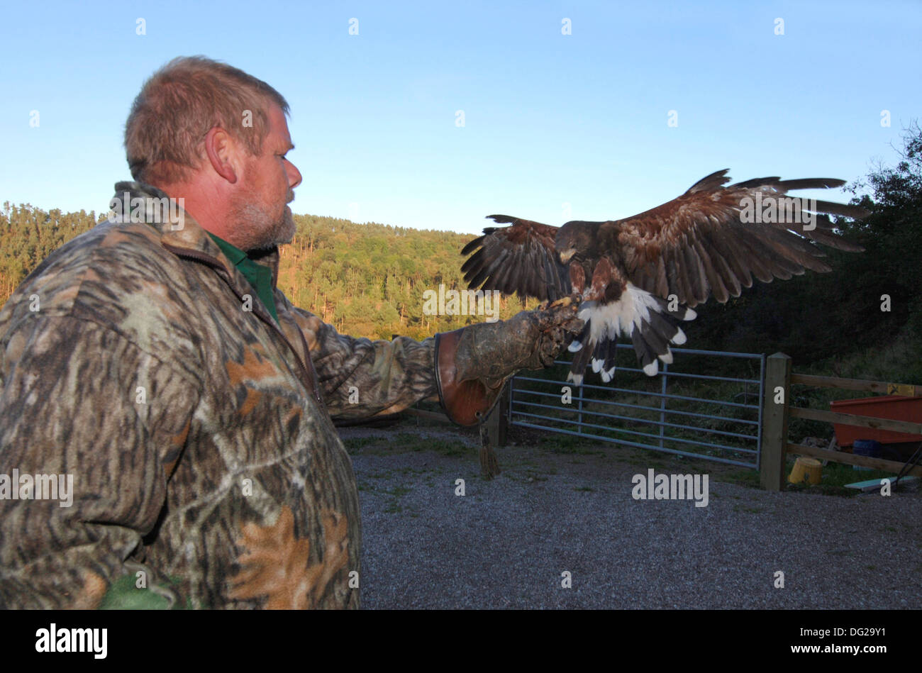 Falconer la formazione di un falco di Harris..(parabuteo unicinctus) Foto Stock