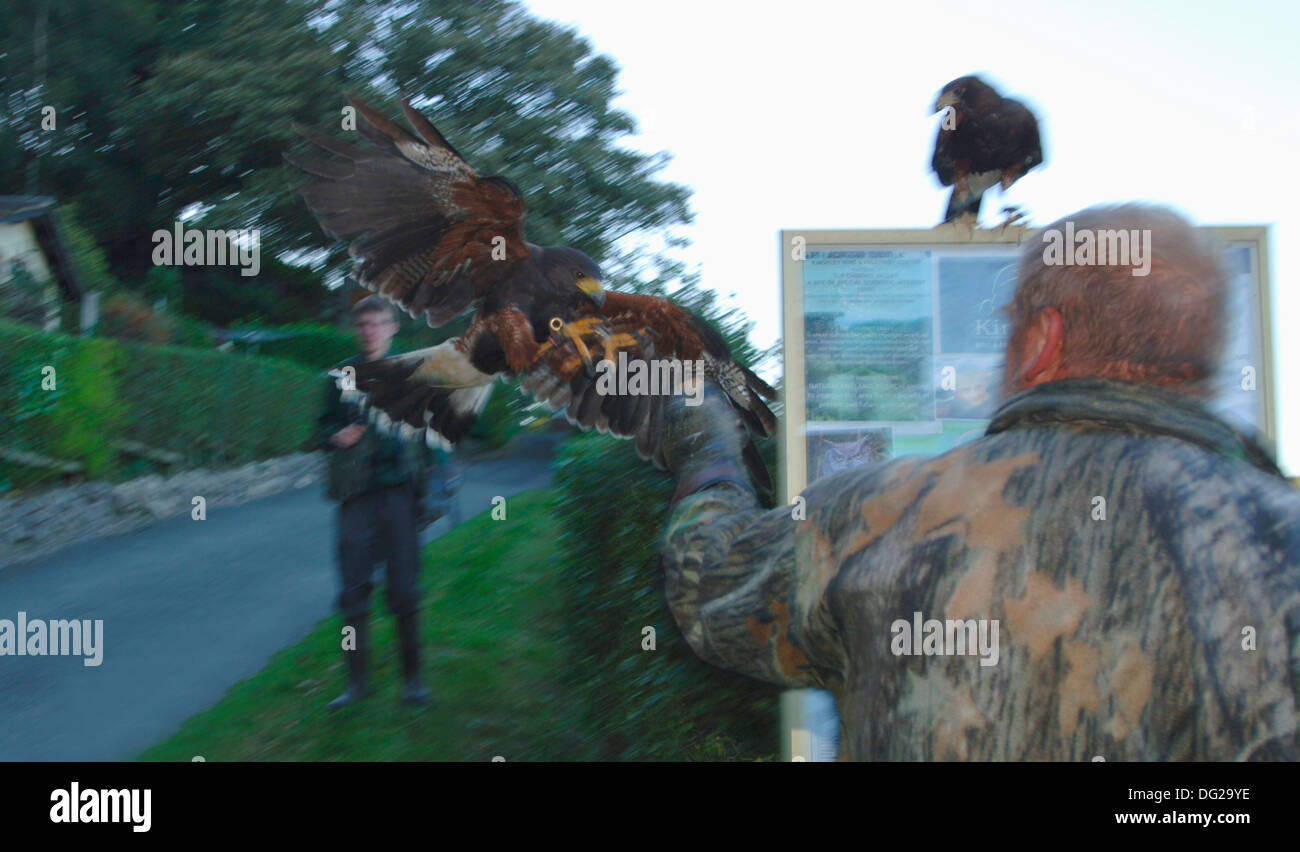 I falconieri volare i falchi Harris..(parabuteo unicinctus) Foto Stock