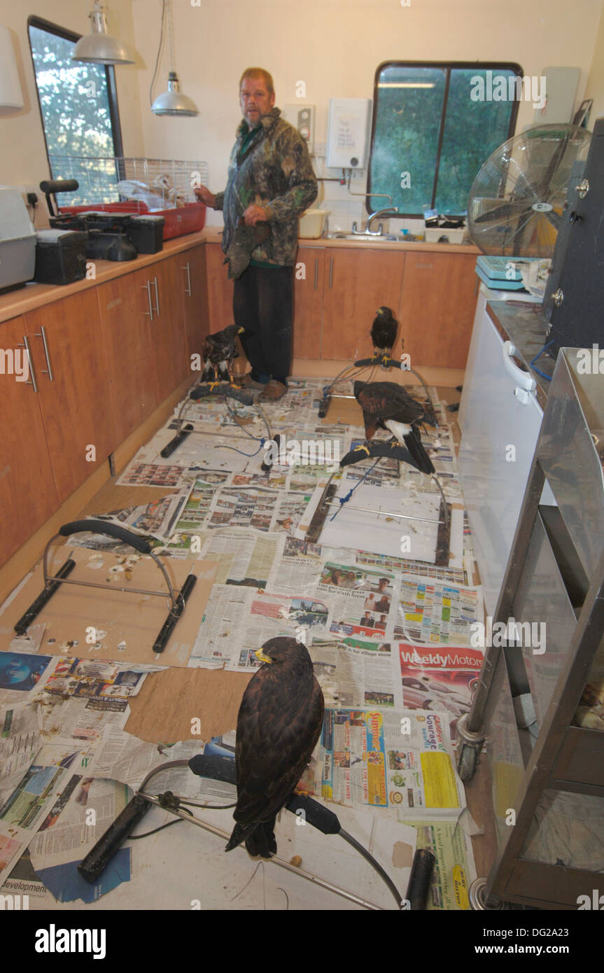 I giovani di uccelli tenuti in ambienti chiusi in corrispondenza di un centro di falconeria Foto Stock