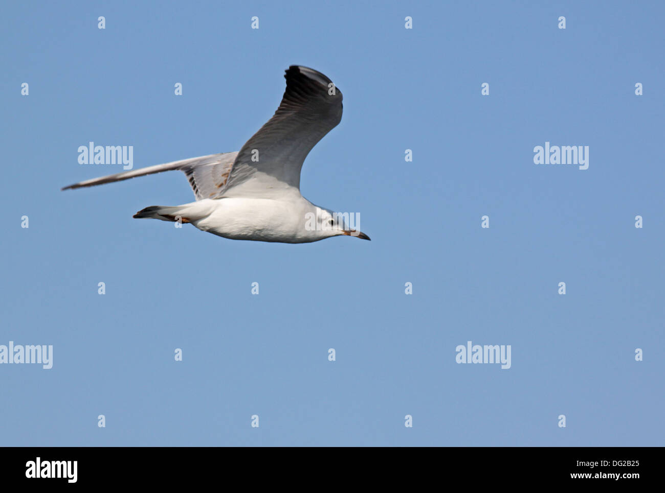 Aringa europea gabbiano in un cielo Foto Stock