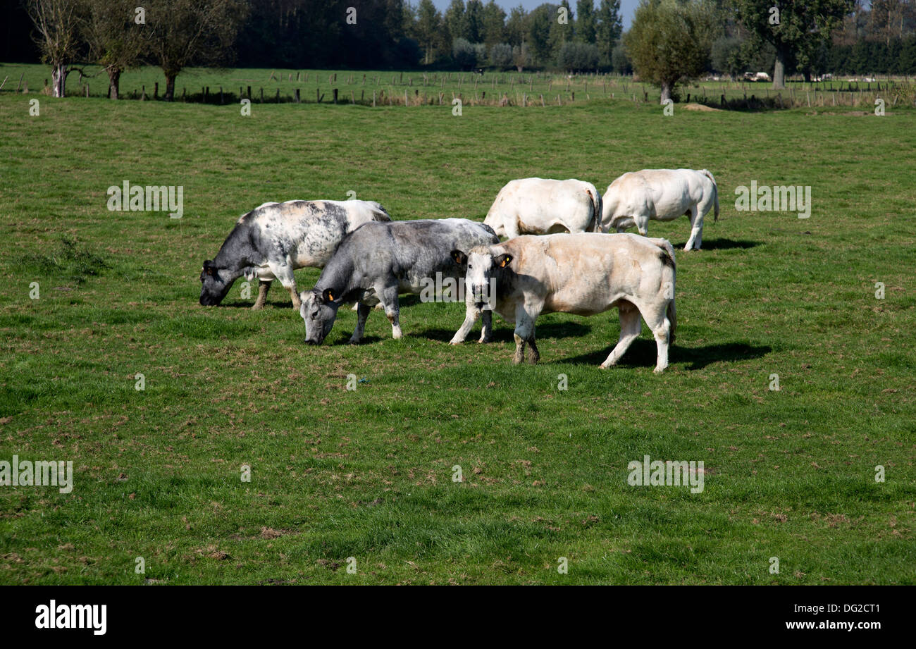 Belga Blue vacche Foto Stock