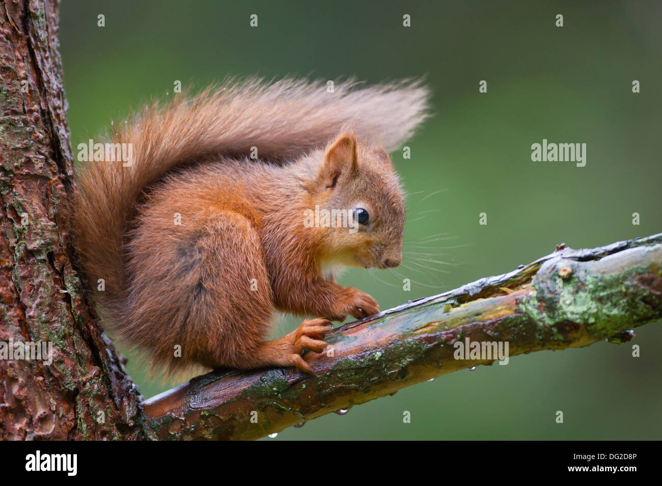 Red scoiattolo (Sciurus vulgaris) gattino seduto sul ramo di albero in boschiva. Yorkshire Dales, North Yorkshire, Regno Unito Foto Stock