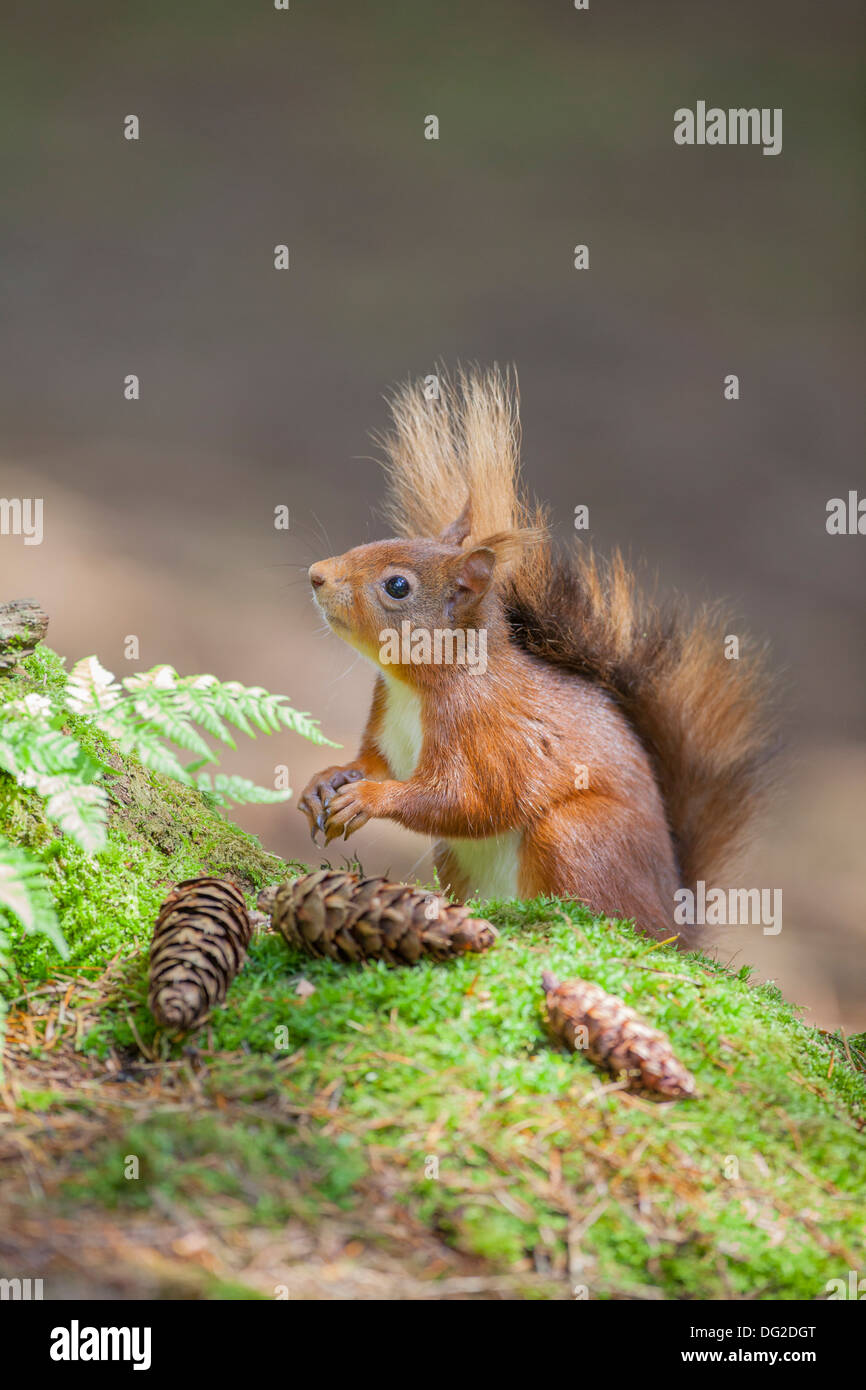 Red scoiattolo (Sciurus vulgaris) sat mangiare i pinoli in boschiva. Yorkshire Dales, North Yorkshire, Regno Unito Foto Stock