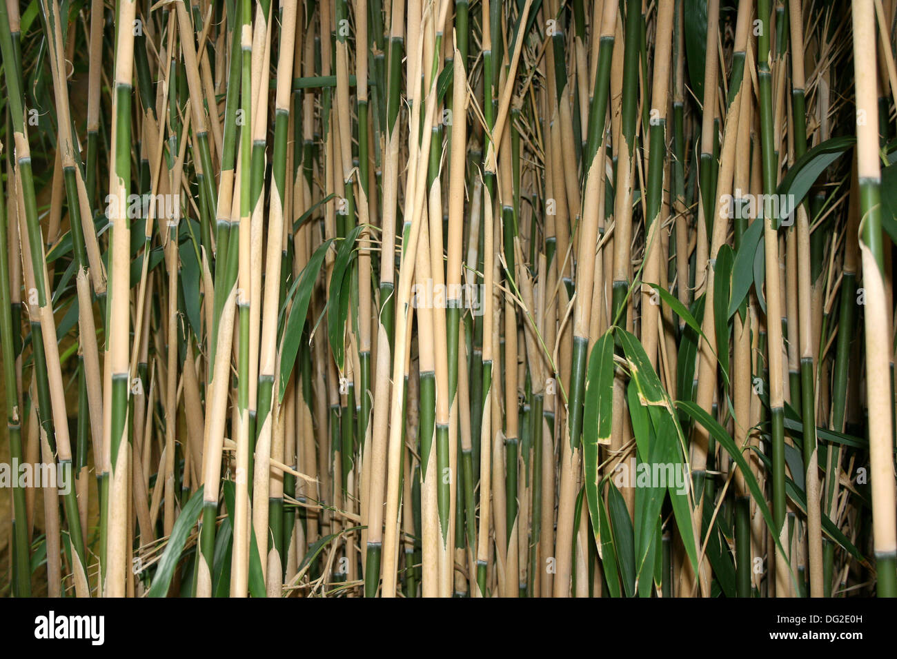 canna di bambù Foto Stock