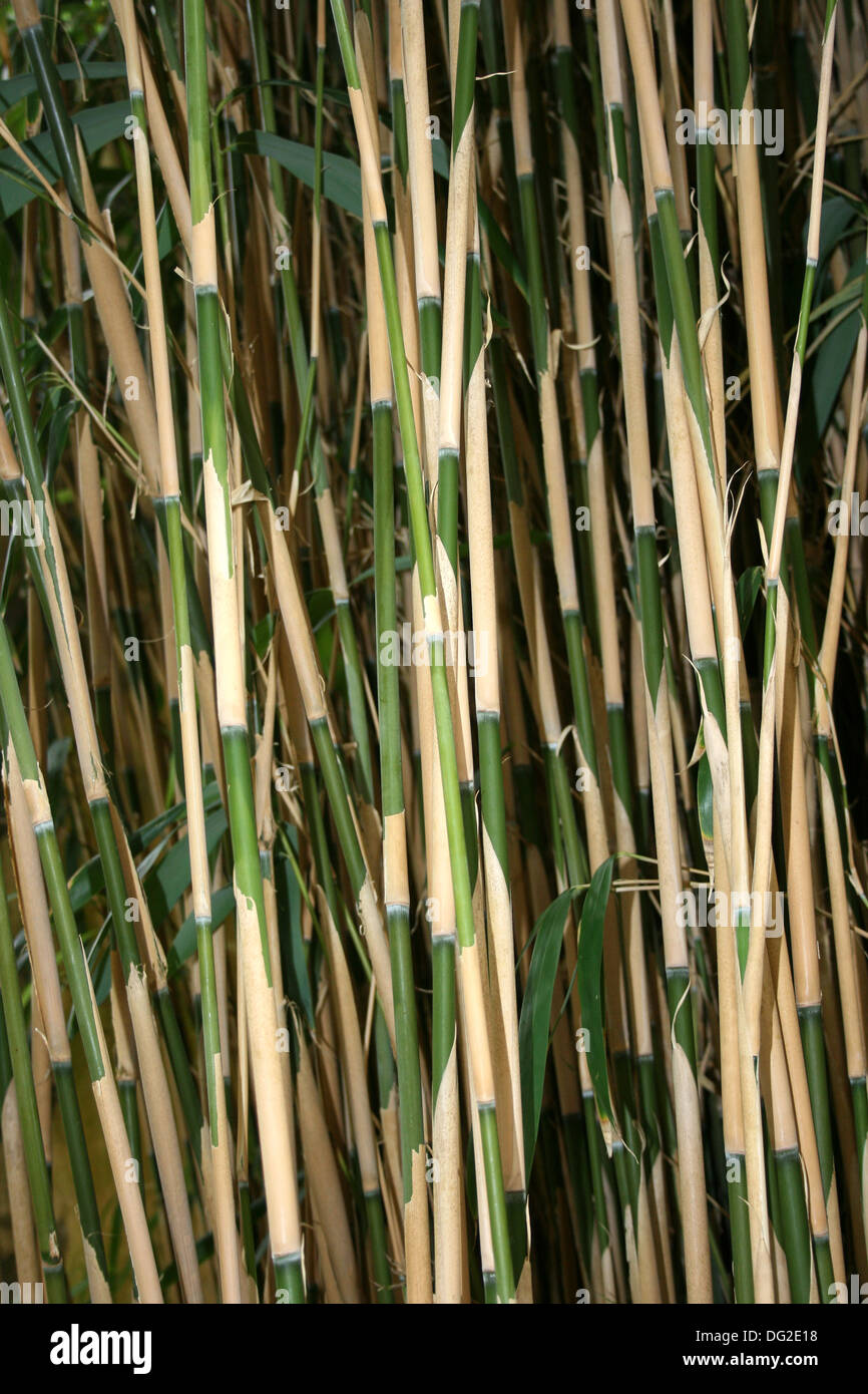 canna di bambù Foto Stock