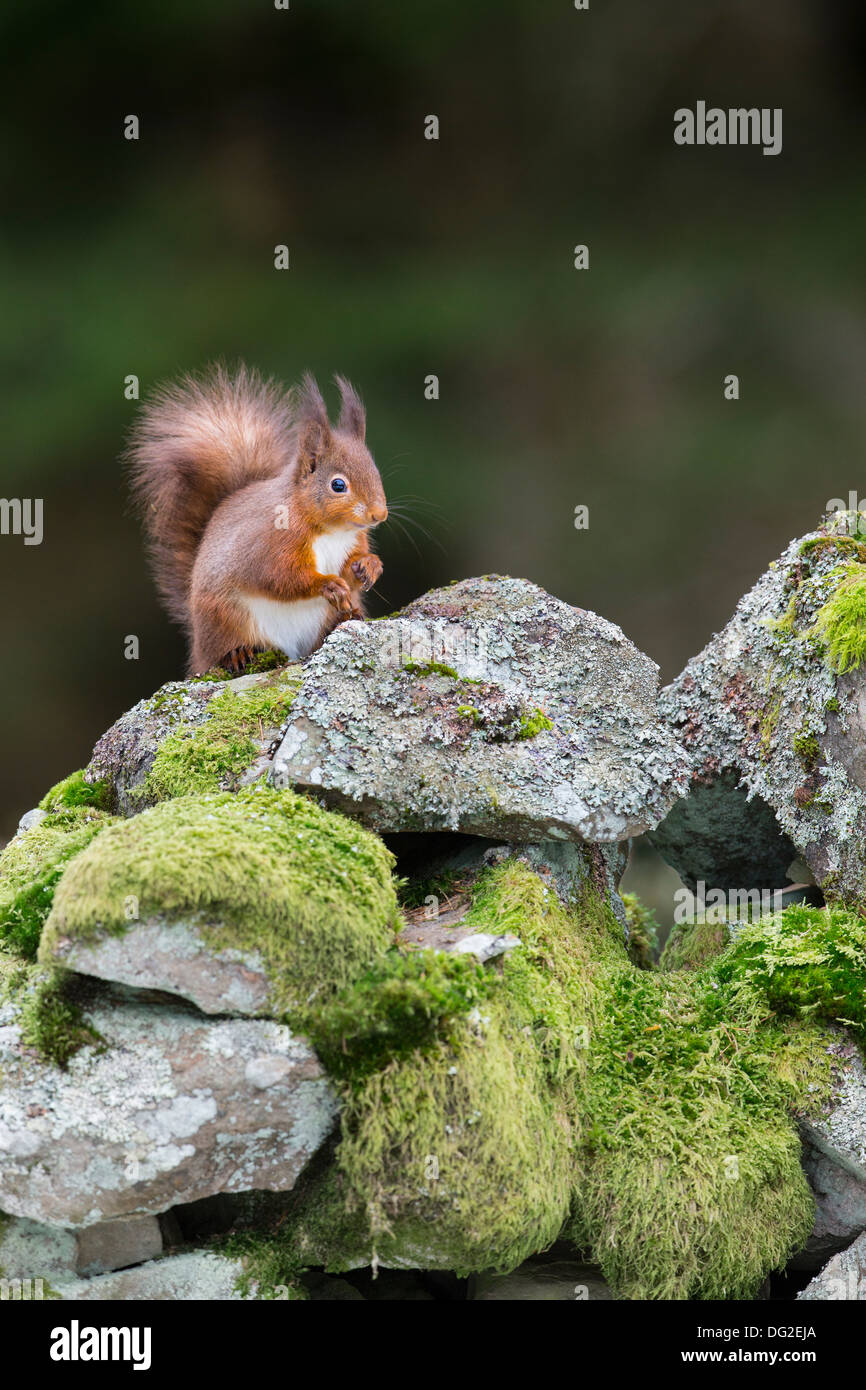 Red scoiattolo (Sciurus vulgaris) sat sul muschio coperto in pietra a secco in parete boschiva. Yorkshire Dales, North Yorkshire, Regno Unito Foto Stock