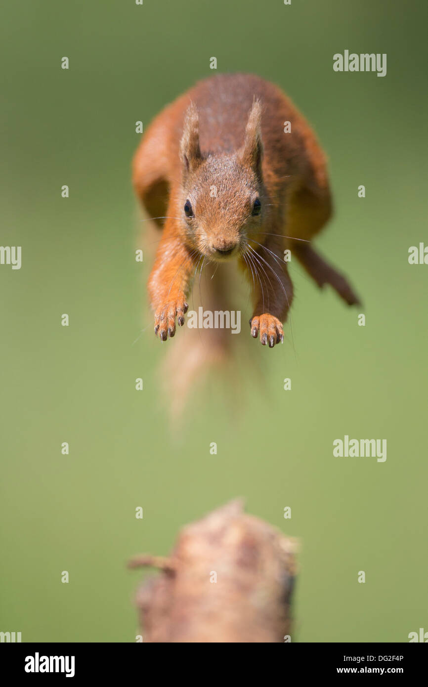 Red scoiattolo (Sciurus vulgaris) saltare in aria nella zona boschiva. Yorkshire Dales, North Yorkshire, Regno Unito Foto Stock