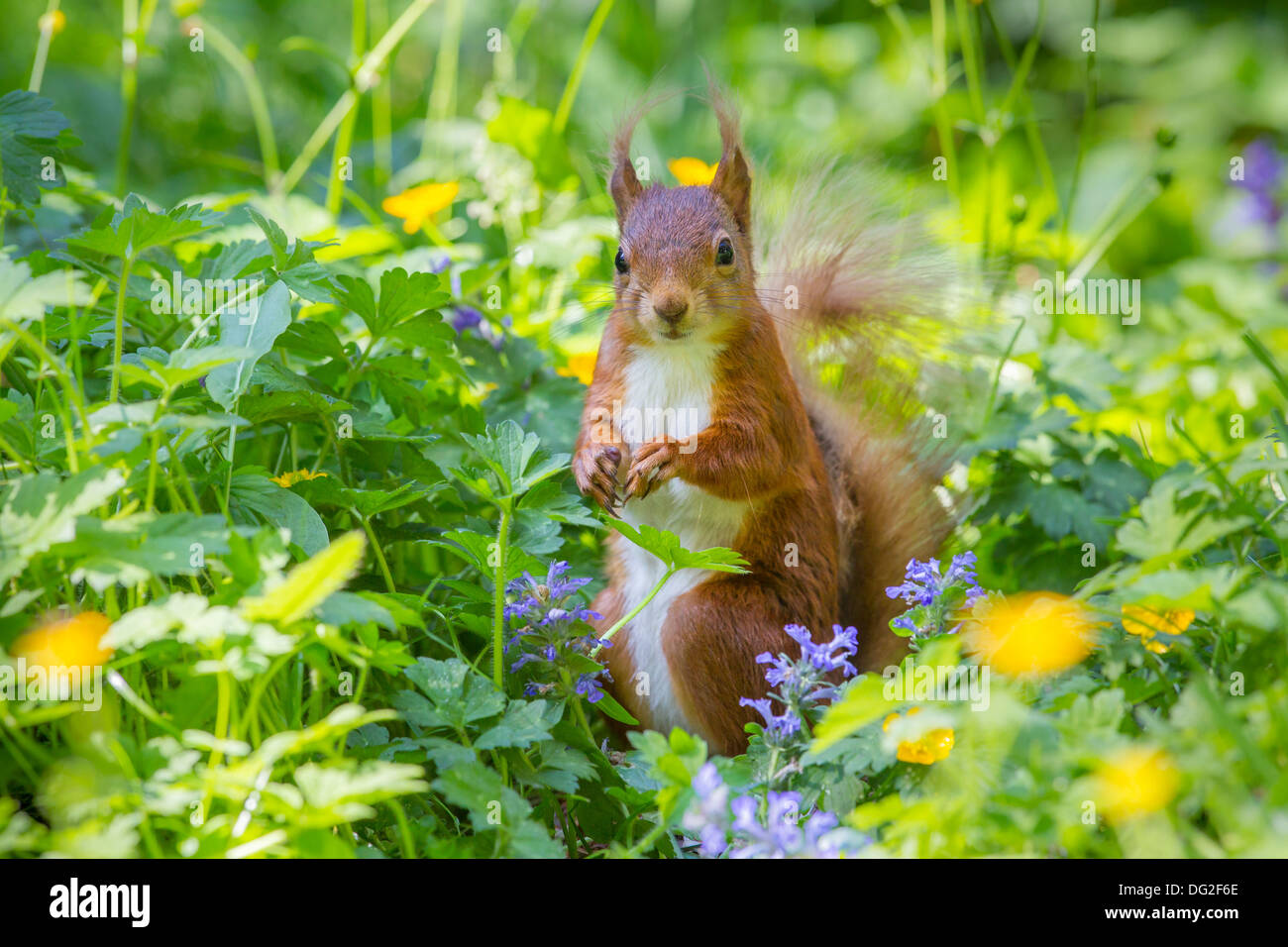 Red scoiattolo (Sciurus vulgaris) sat in fioritura renoncules nel bosco impostazione. Yorkshire Dales, North Yorkshire, Regno Unito Foto Stock