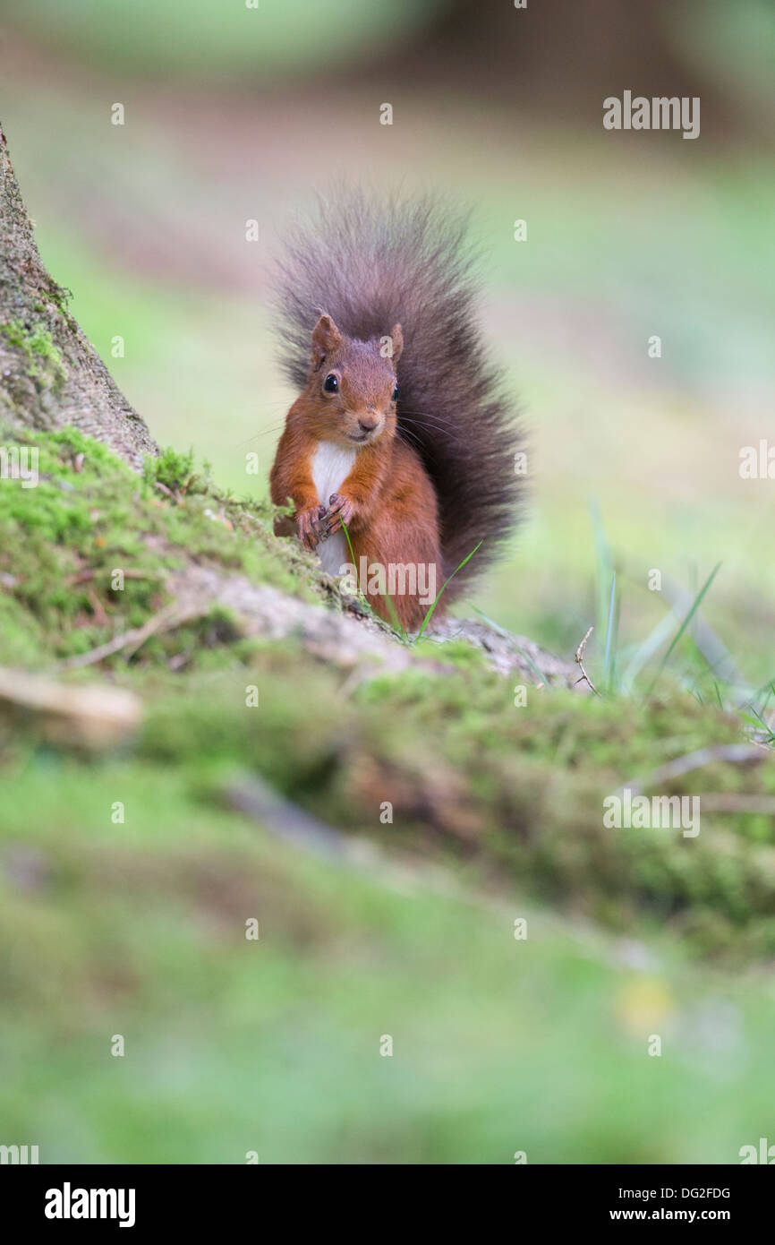 Red scoiattolo (Sciurus vulgaris) sat a base di albero in boschiva. Yorkshire Dales, North Yorkshire, Regno Unito Foto Stock