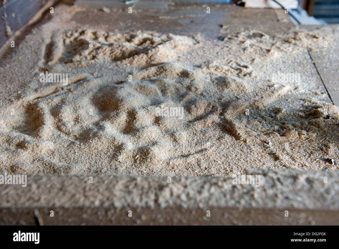 Un mucchio di segatura di legno su un banco di officina. Foto Stock