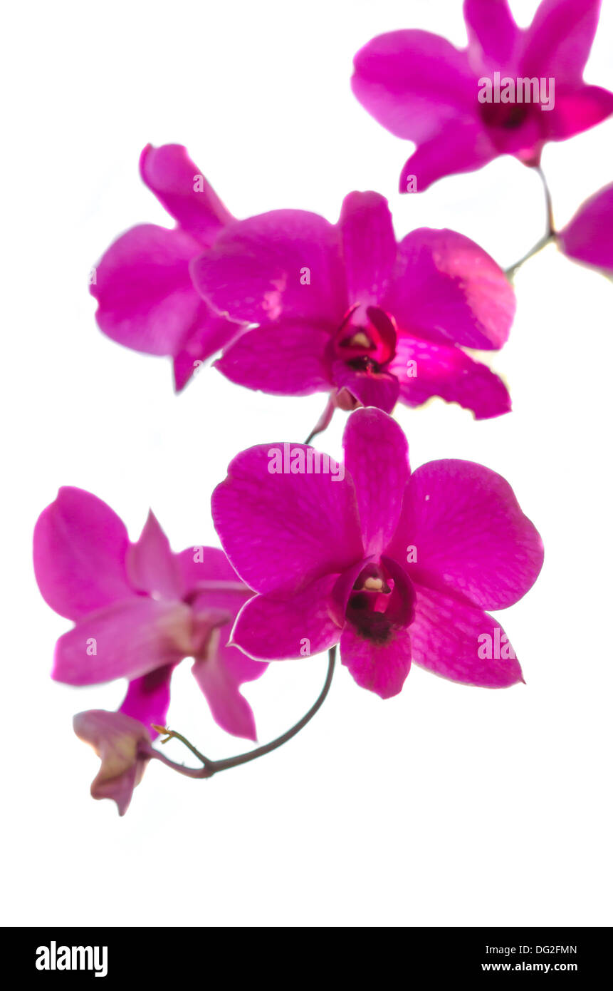 Bella flora, orchidee fiorisce su sfondo bianco Foto Stock