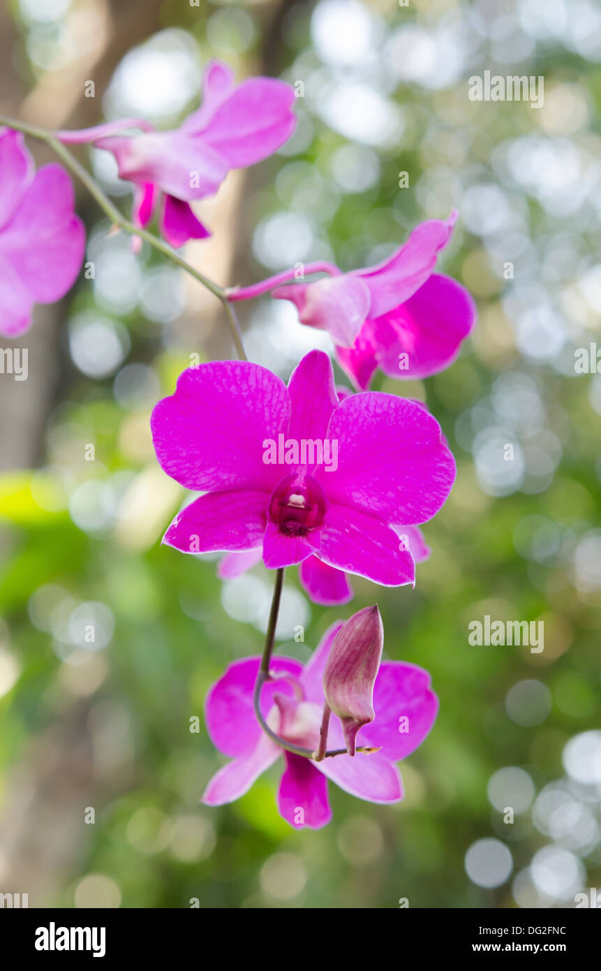 Bella flora, orchidee fiorisce su sfondo bianco Foto Stock
