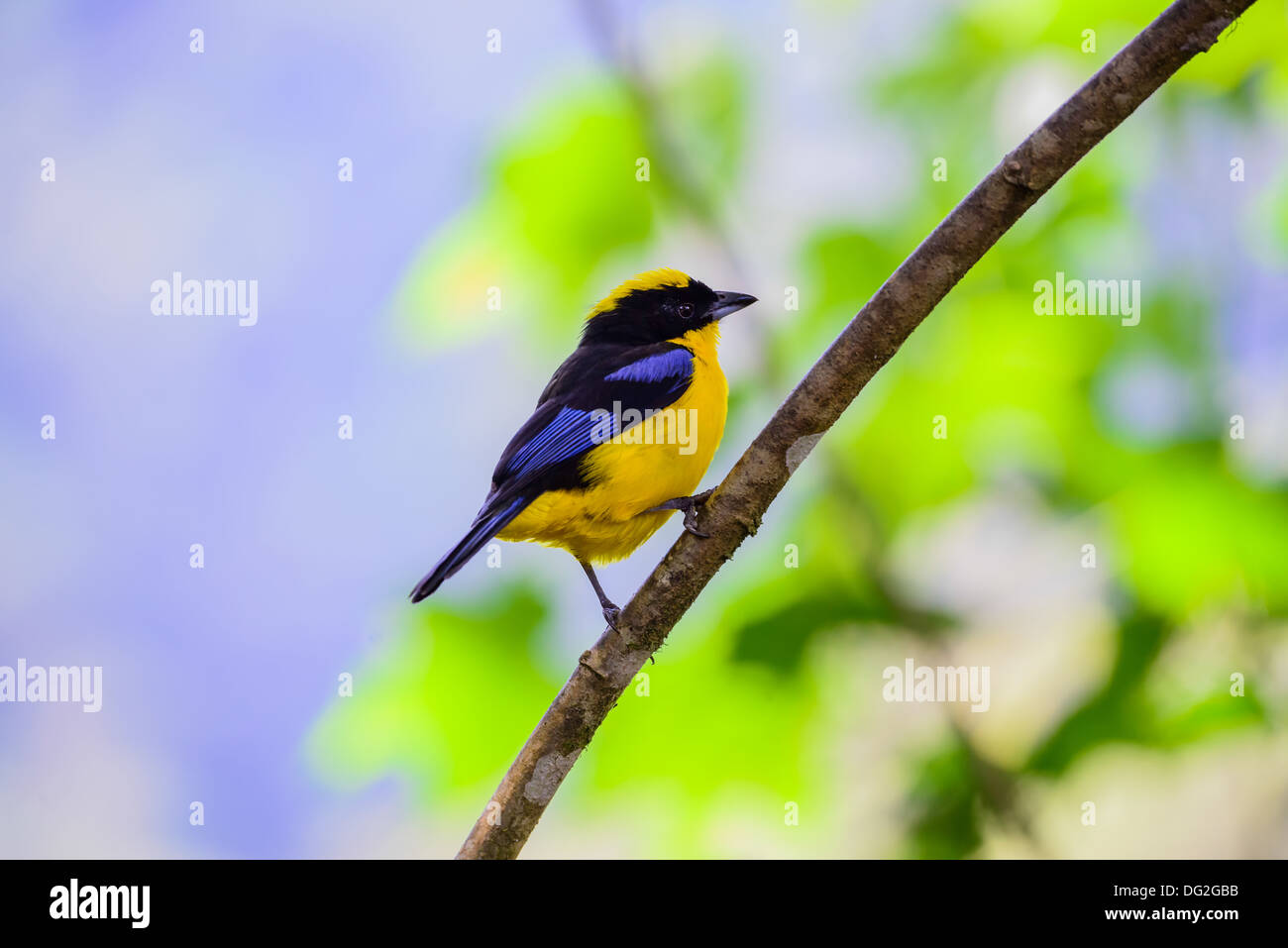 Bird nella giungla di Ecuador, Sud America Foto Stock