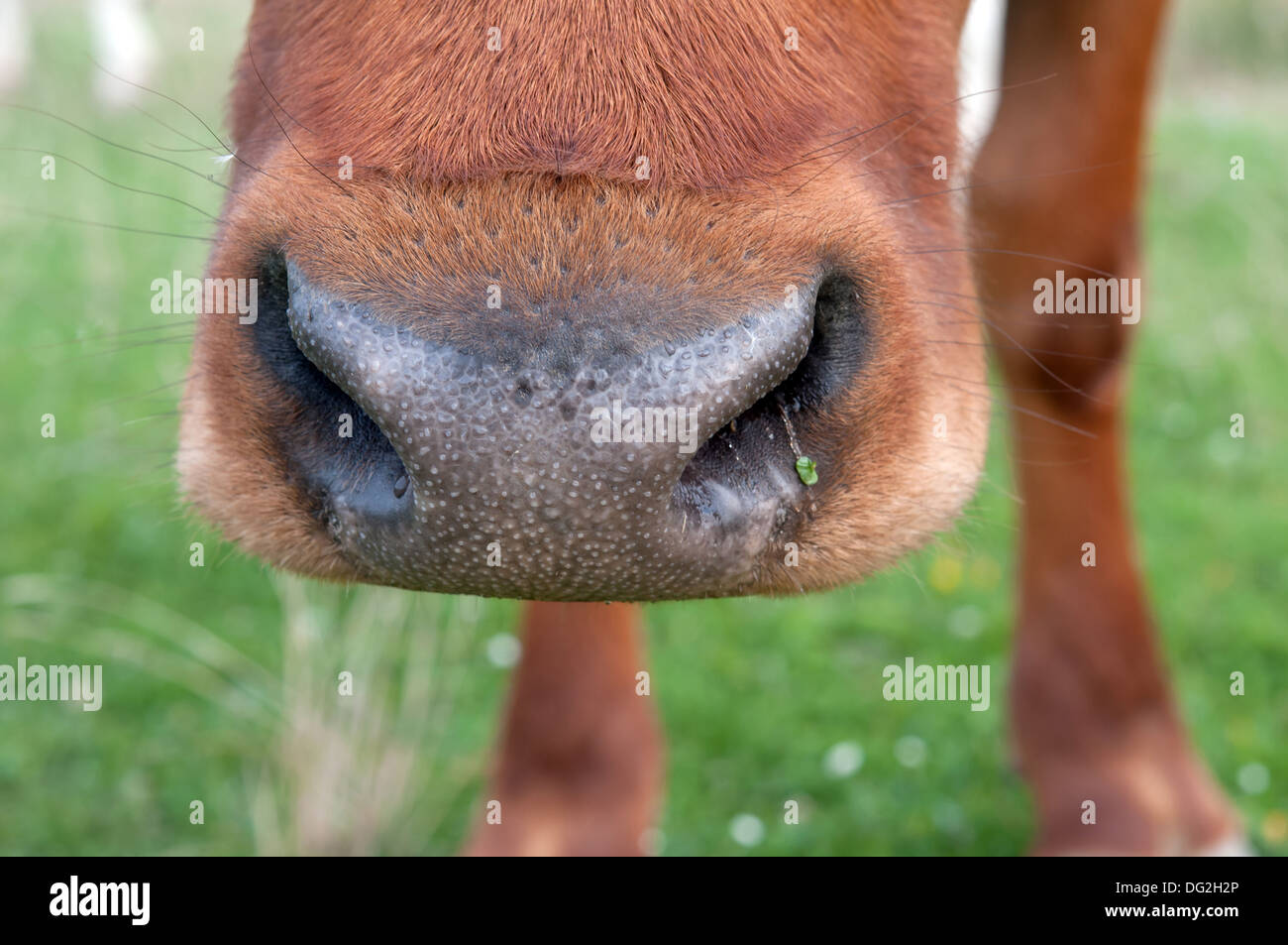 Muso di vacca marrone. Close up Foto Stock