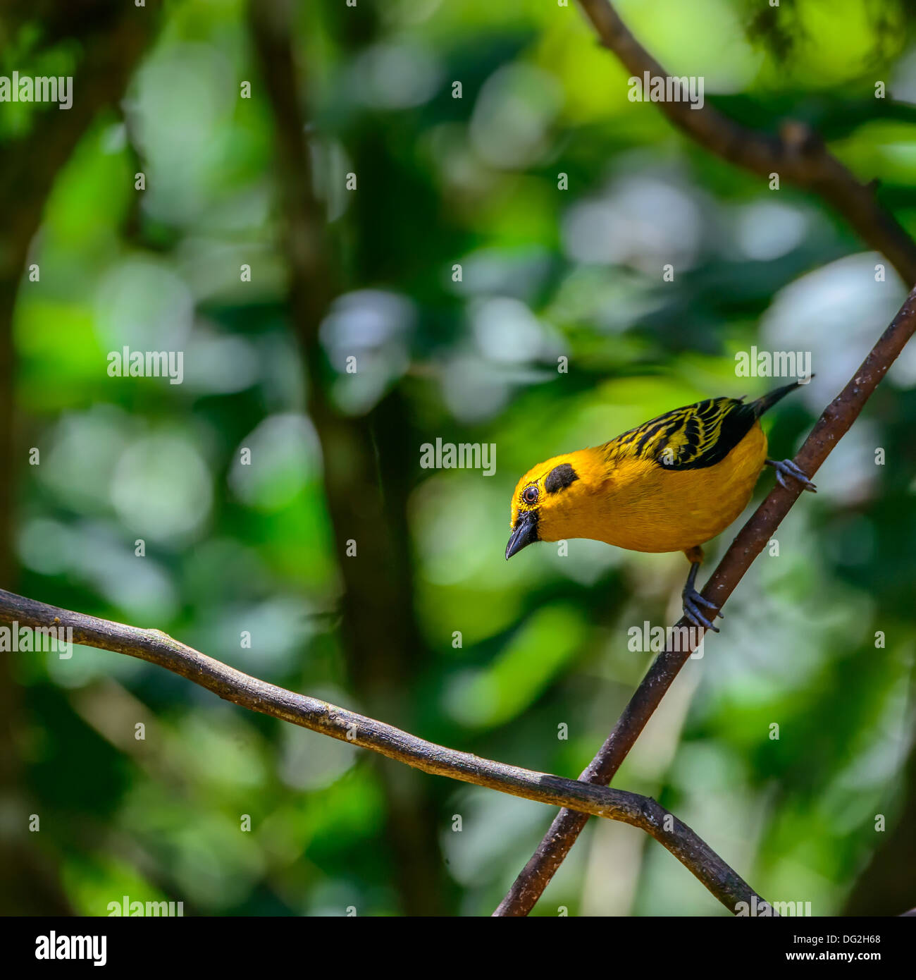 Bird nella giungla di Ecuador, Sud America Foto Stock