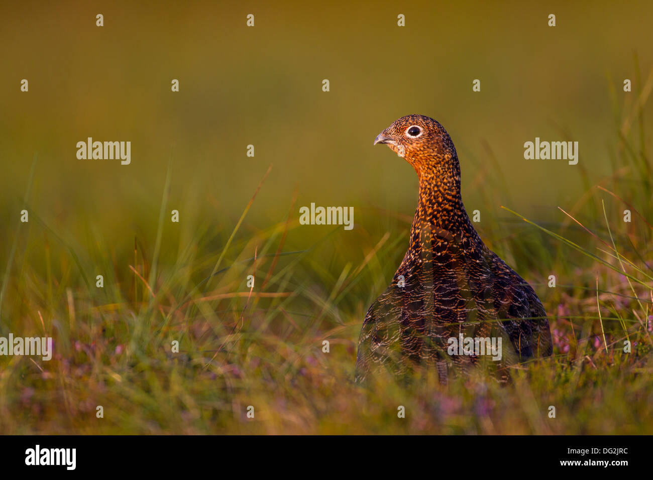 Red Grouse (Lagopus lagopus scotica) in erica ed erba palustre. Gallina femmina. Yorkshire Dales REGNO UNITO Foto Stock