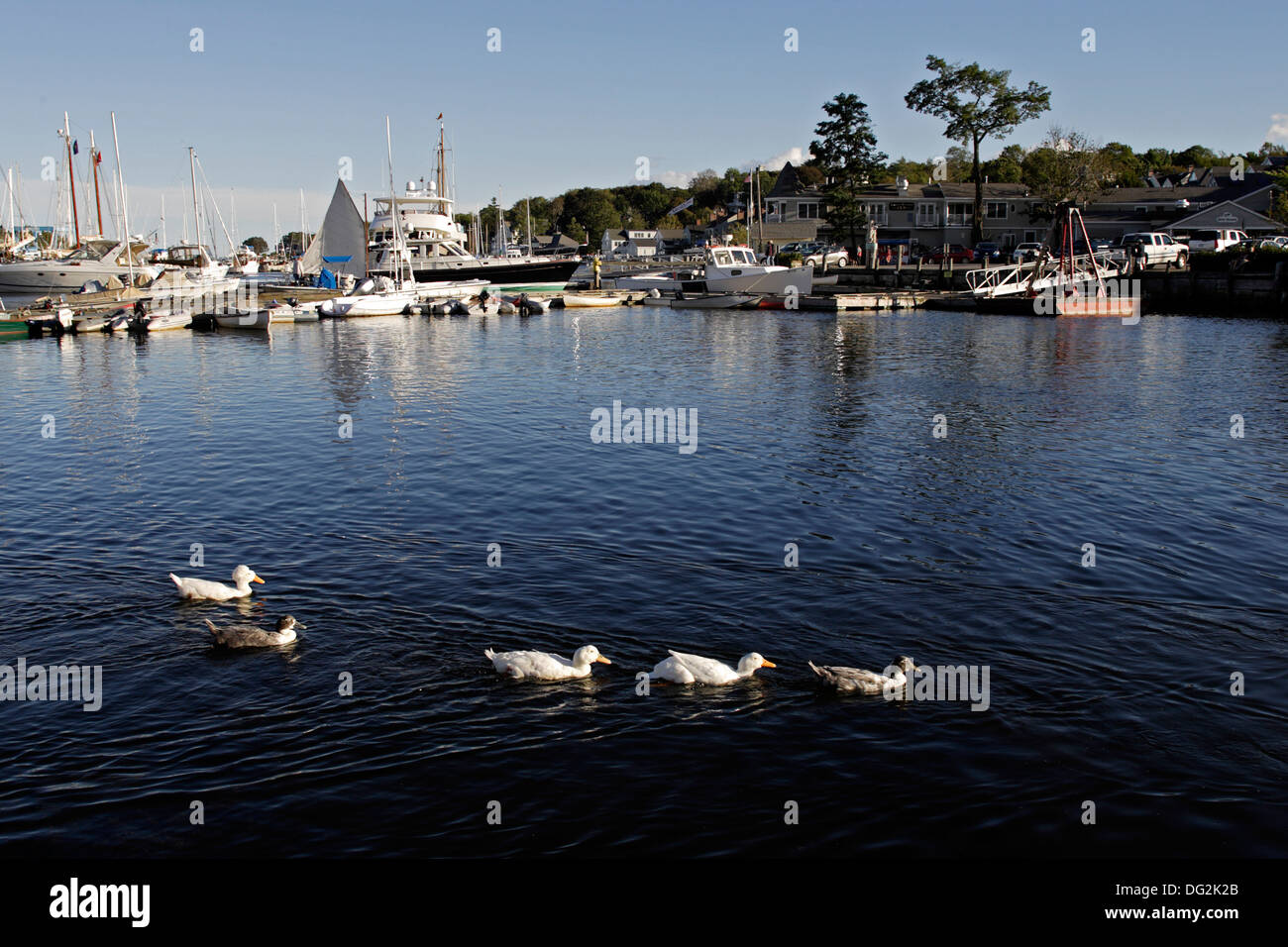 Le anatre domestiche in porto a Camden costa del Maine New England USA Foto Stock