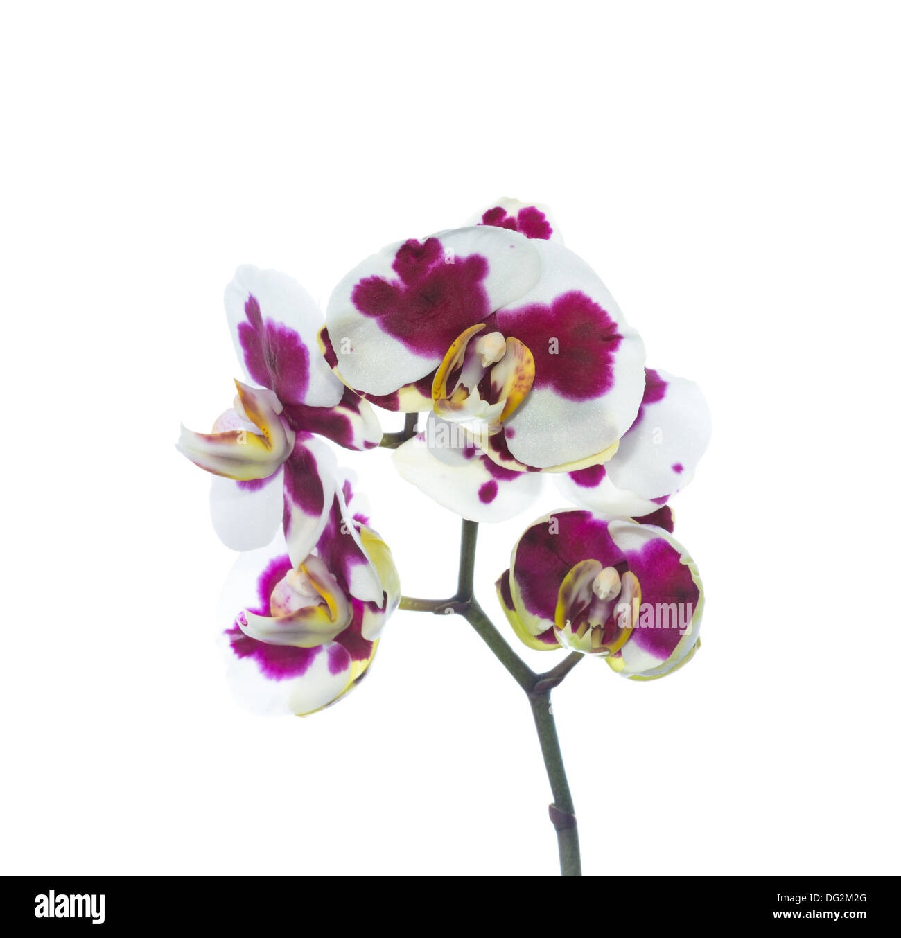 Macchie orchid isolato sul bianco, sfondo Foto Stock