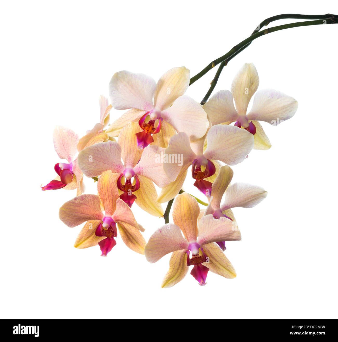 Arancio listati orchid isolato sul bianco, sfondo Foto Stock
