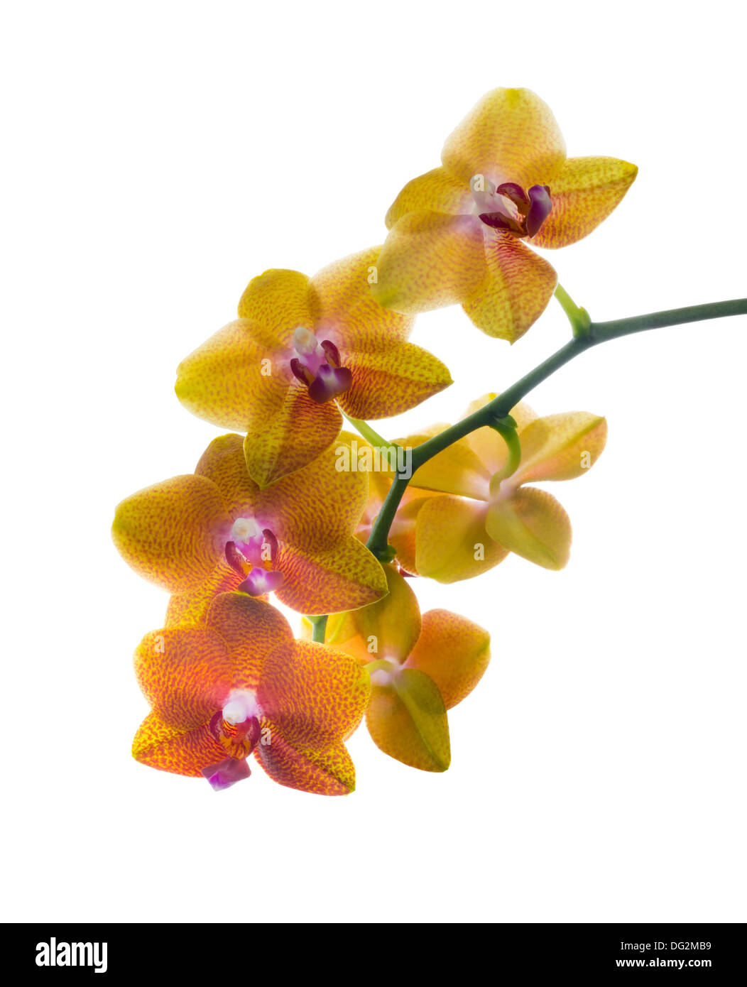 Macchie di colore arancione orchid isolato, sfondo bianco Foto Stock