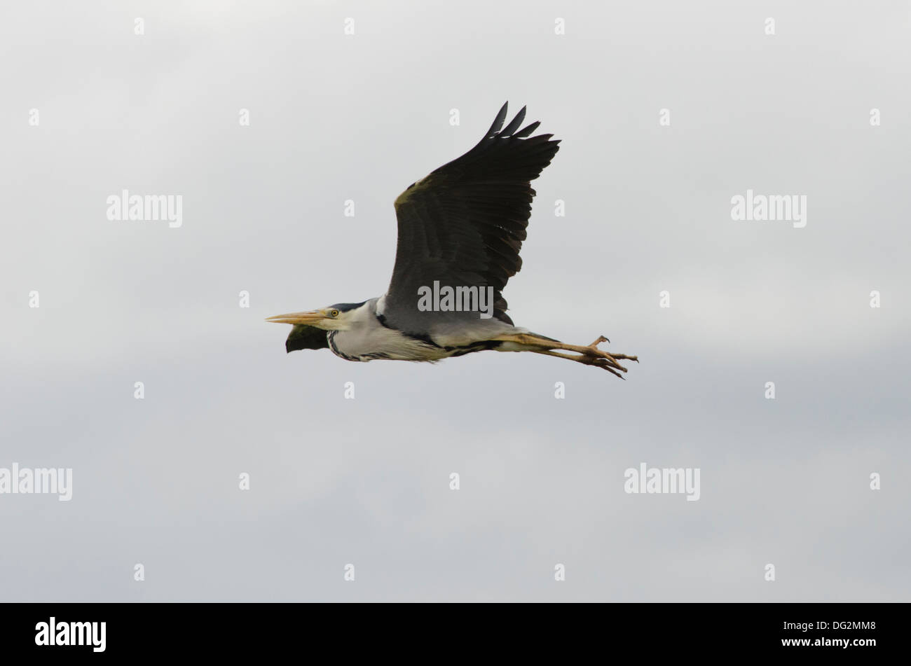 Airone cinerino (Ardea cinerea] battenti accanto al fiume Bure, Norfolk Broads, Inghilterra. Maggio Foto Stock