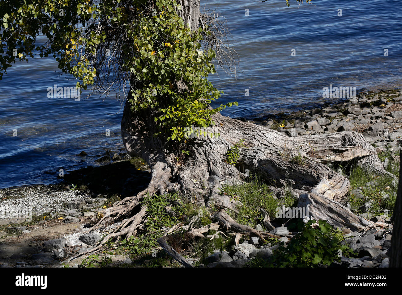 Un albero con radici esposte in corrispondenza della linea di galleggiamento del Lago Champlain al Crown Point, New York. USA America Foto Stock