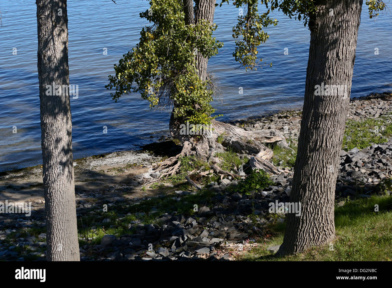 Un albero con radici esposte in corrispondenza della linea di galleggiamento del Lago Champlain al Crown Point, New York. USA America Foto Stock