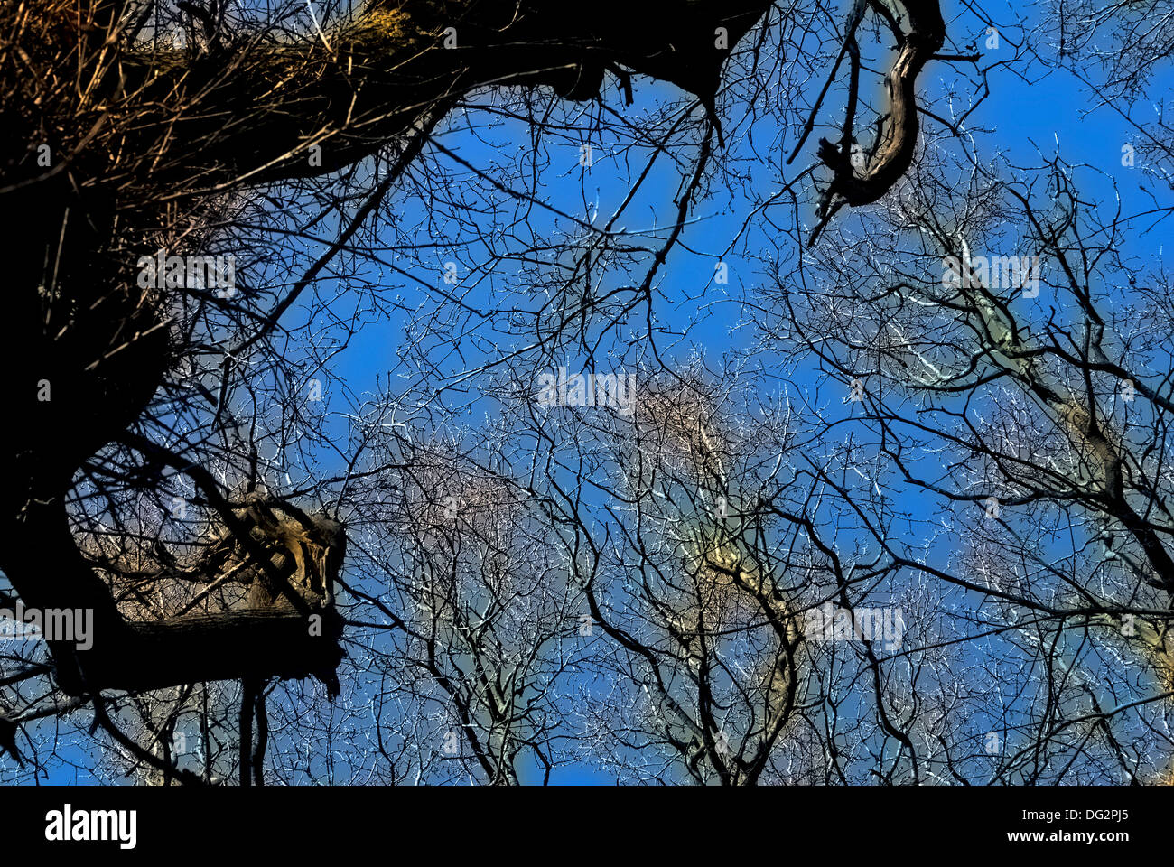 I rami degli alberi contro un cielo blu, in primavera. Foto Stock