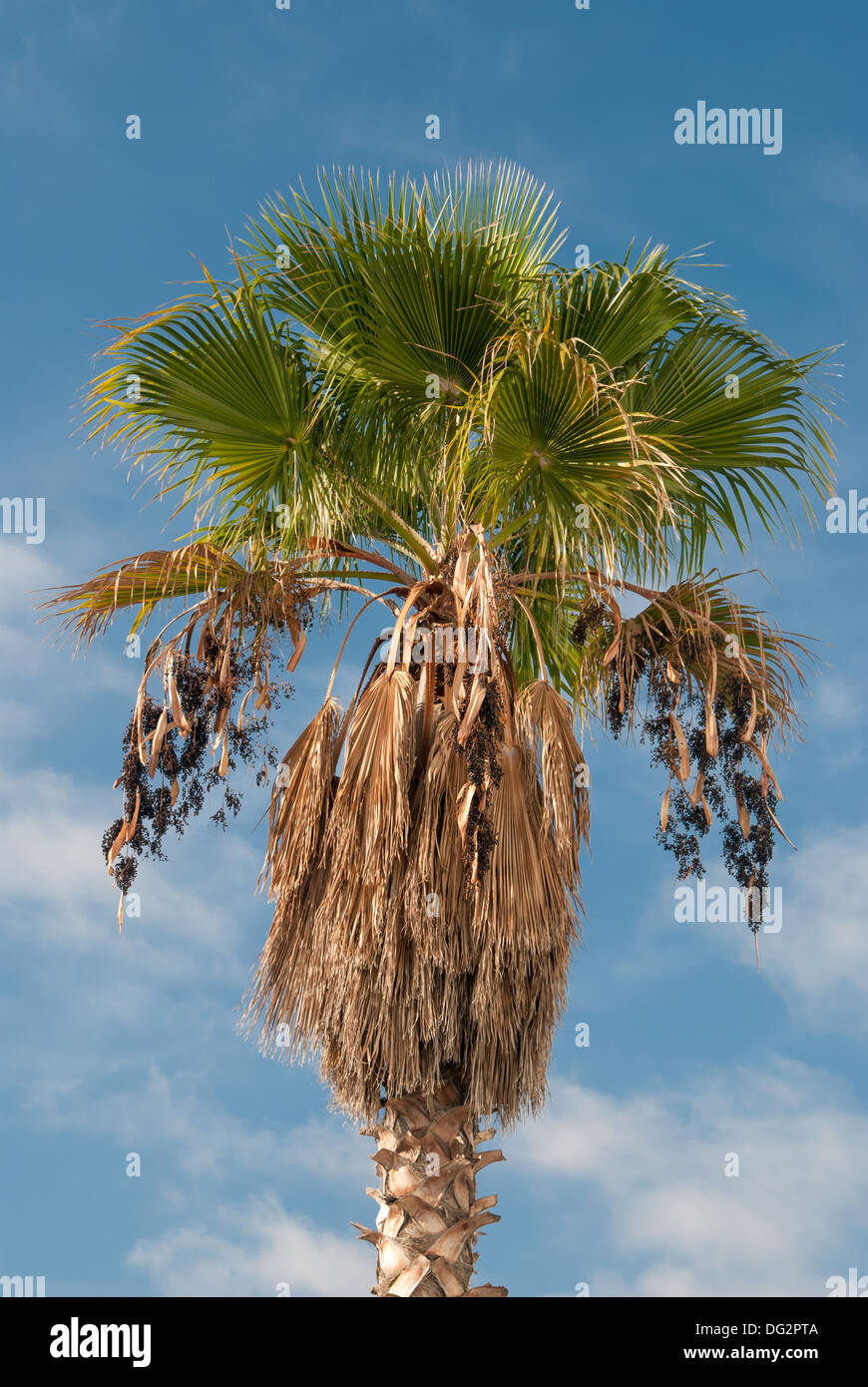 Palm tree isolato sul cielo blu Foto Stock