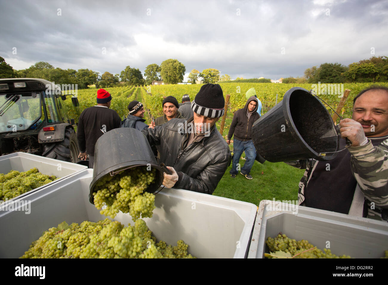 Rumeno raccoglitori di frutta nei vigneti in inglese enologo cappella giù  Vini, Tenterden, Kent, England, Regno Unito Foto stock - Alamy