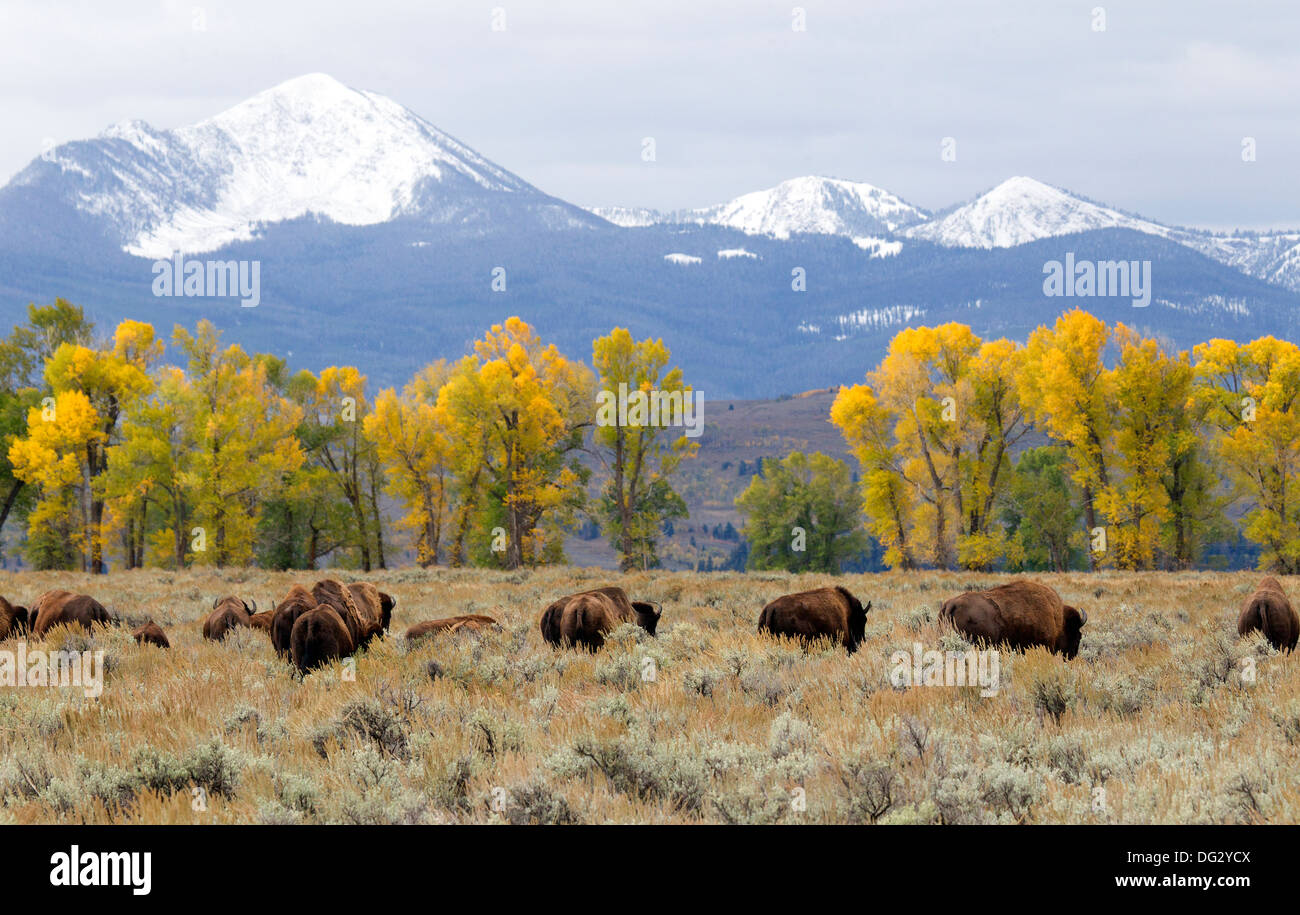 Bison pascolando nella parte anteriore dei pioppi neri americani gli alberi e i Teton Mountains Foto Stock Bison pascolando nella parte anteriore dei pioppi neri americani gli alberi e i Teton Mountains Foto Stock