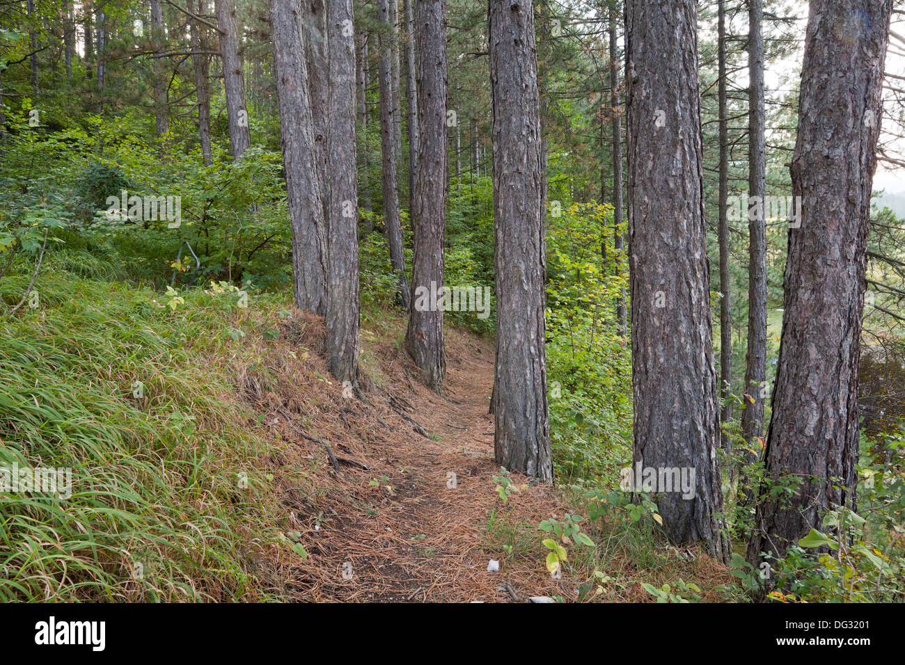 Vista di una strada sterrata nel bosco misto Foto Stock