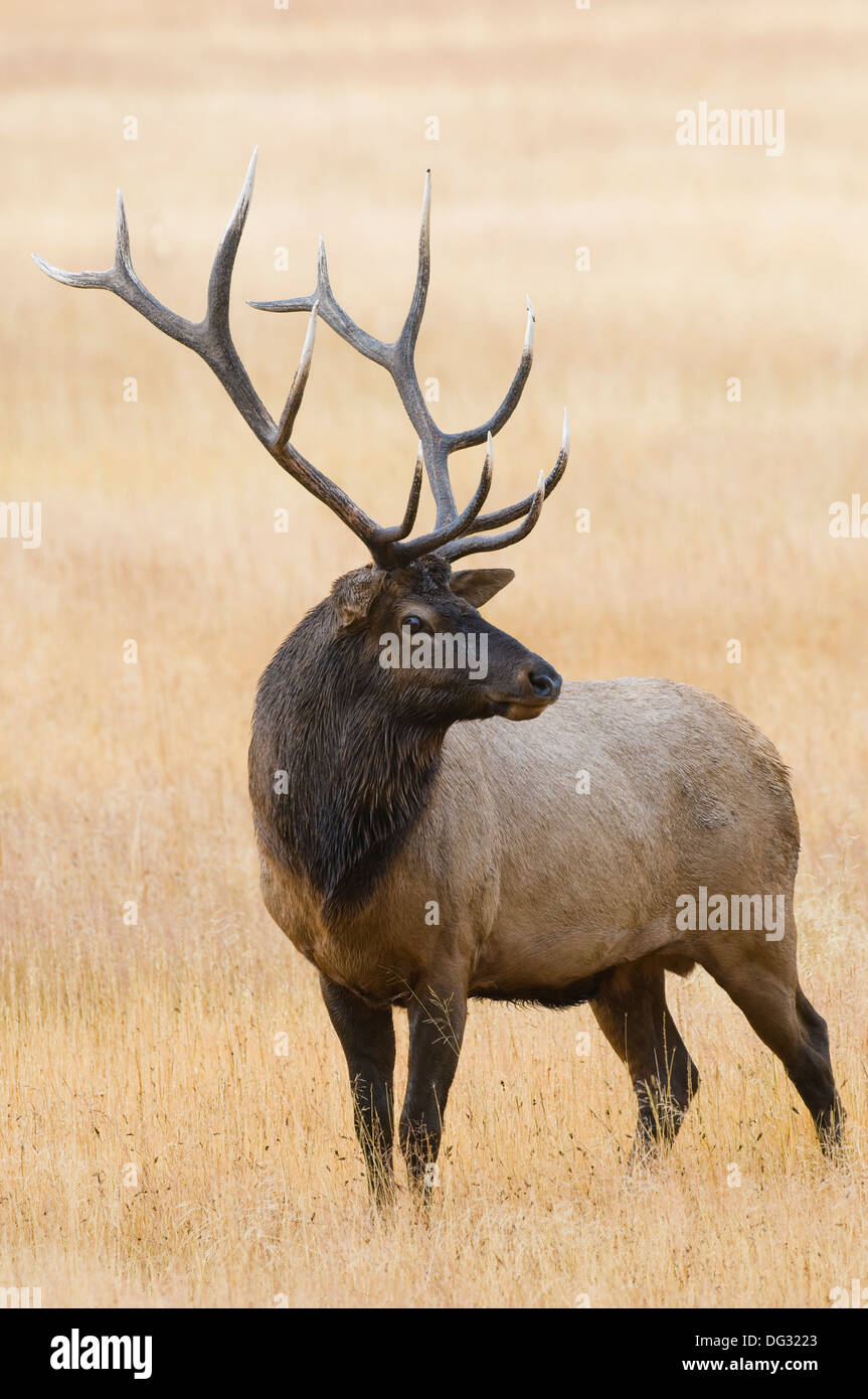 Rocky Mountain Elk bull (Cervus canadensis nelsoni) nel Parco Nazionale di Yellowstone WY Foto Stock