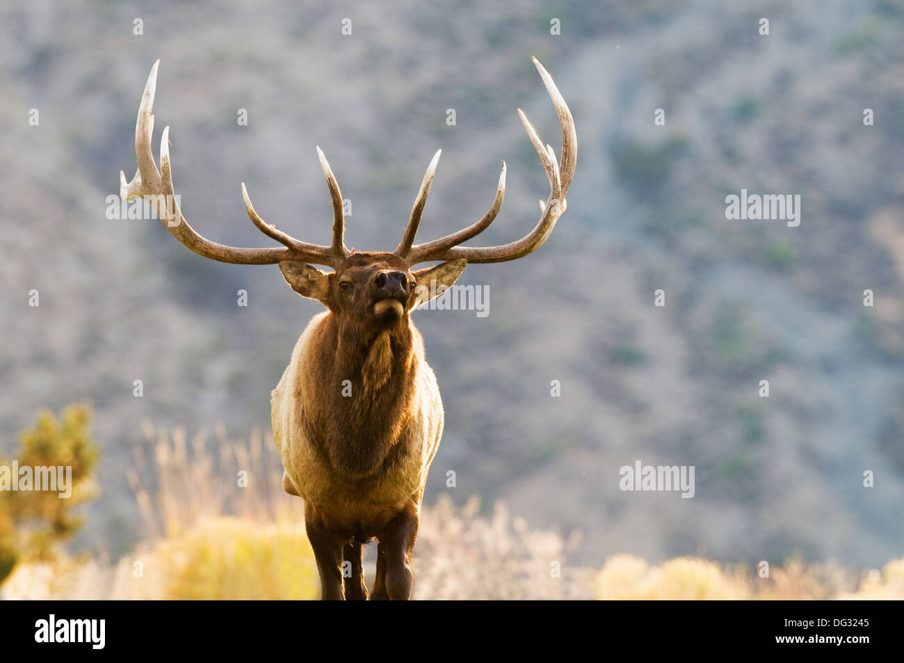 Rocky Mountain Elk bull (Cervus elephus) nel Parco Nazionale di Yellowstone WY Foto Stock
